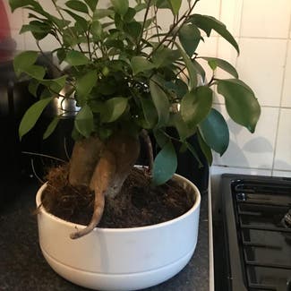 Ficus Ginseng plant in Bristol, England