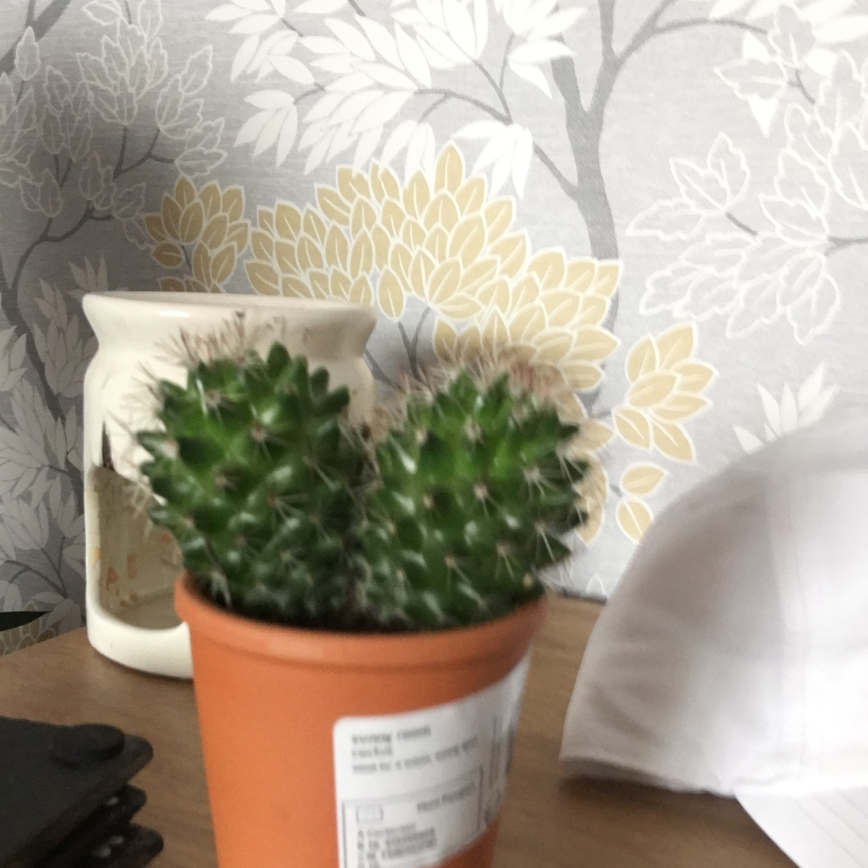 Eve's Needle Cactus plant photo by @StaceAkin named 2faced tina on Greg, the plant care app.