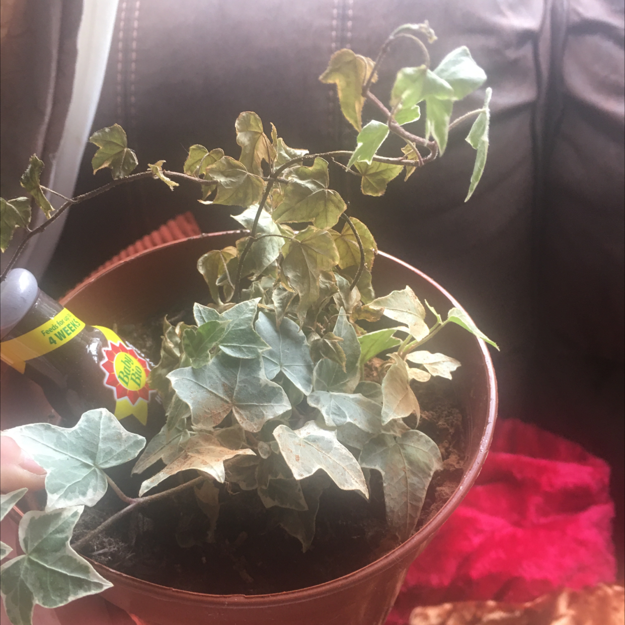 English Ivy plant photo by @StaceAkin named Louisa on Greg, the plant care app.
