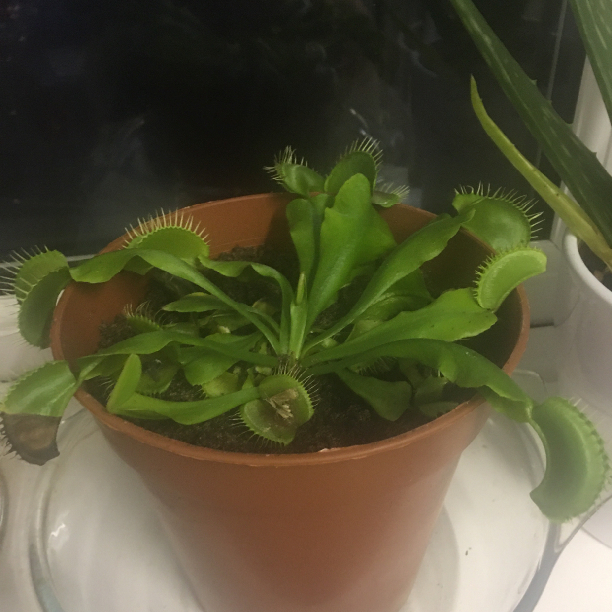 Red Piranha plant photo by @StaceAkin named Kurt on Greg, the plant care app.