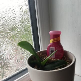 orchid plant in Bristol, England