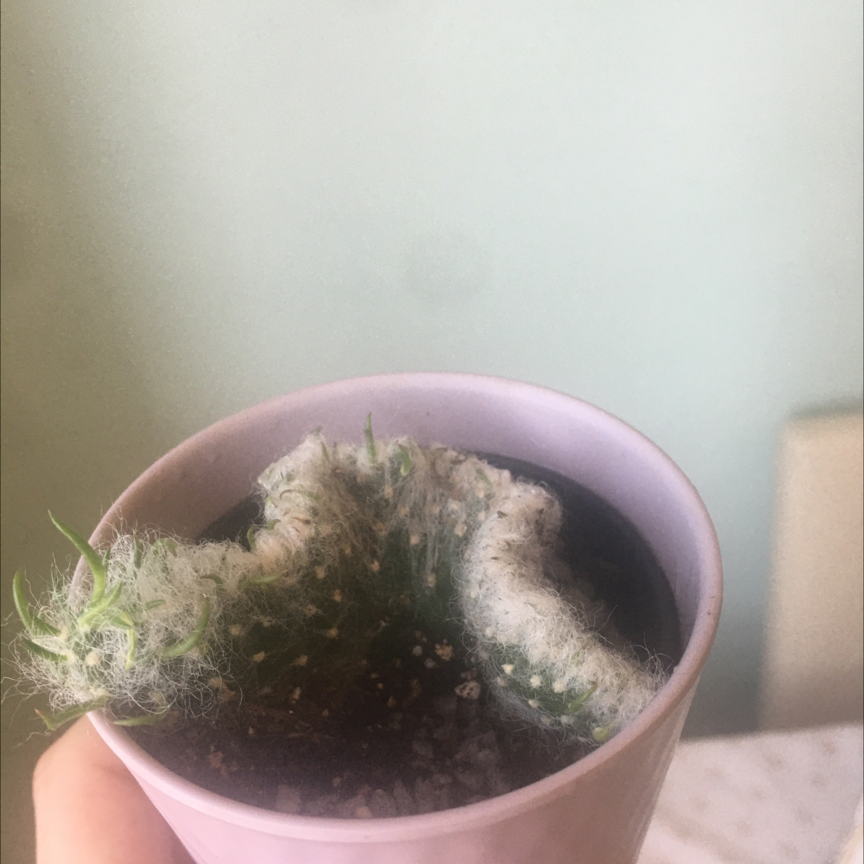 Photo of the plant species Crested Cotton Pole Cactus by @StaceAkin named Purdy on Greg, the plant care app