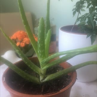 Aloe Vera plant in Bristol, England