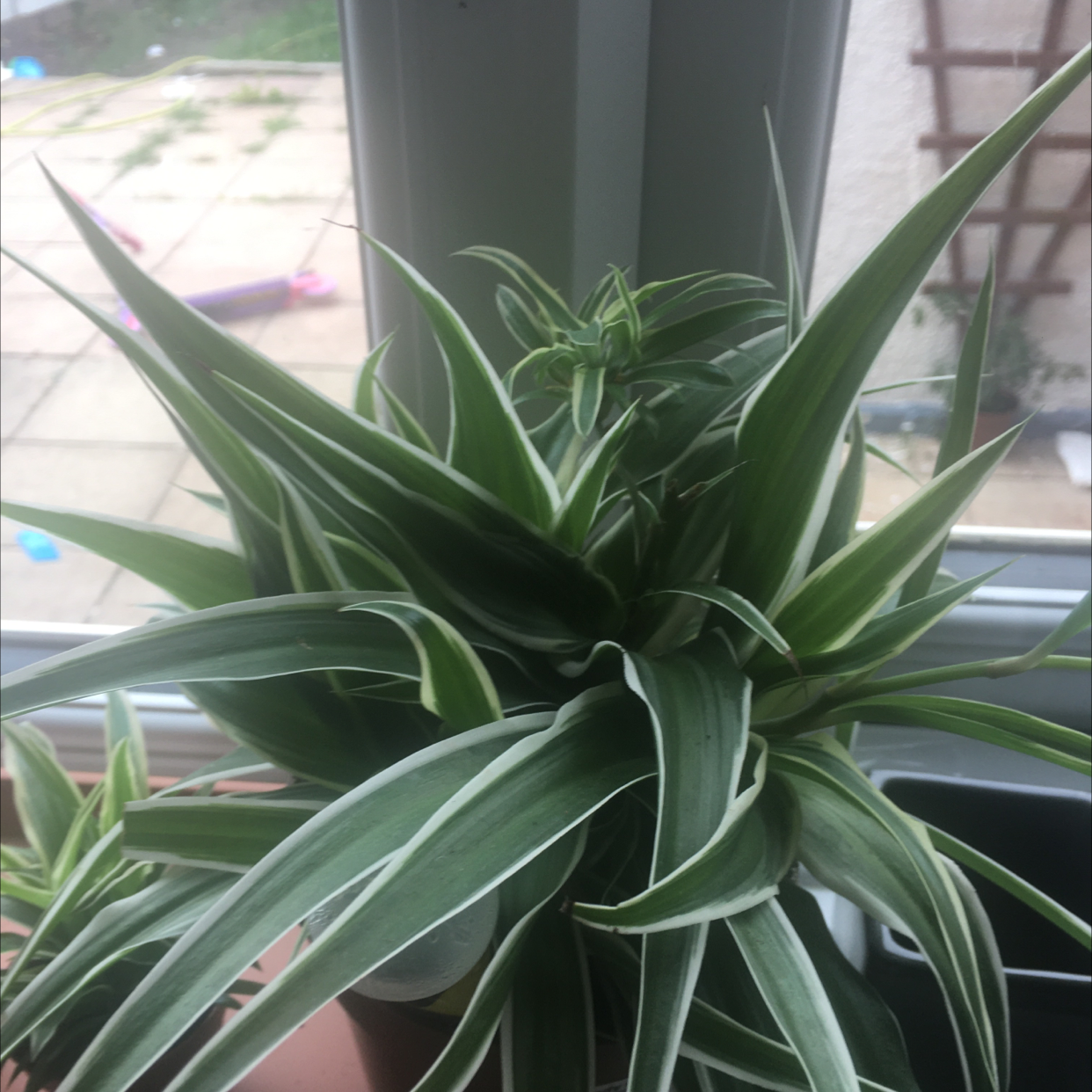 Spider Plant plant photo by @StaceAkin named Brigitta on Greg, the plant care app.
