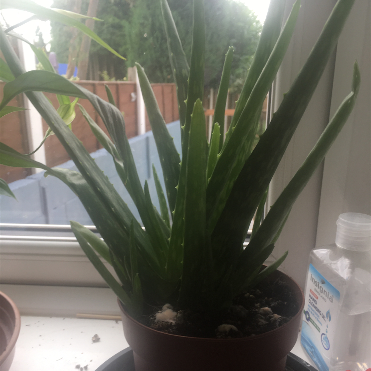 Aloe vera plant photo by @StaceAkin named Gretel on Greg, the plant care app.