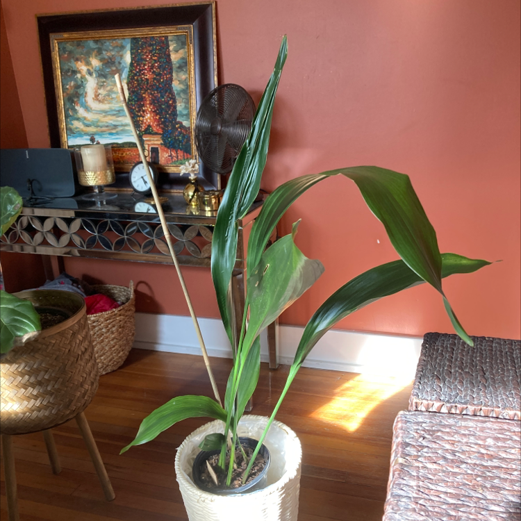 Cast Iron Plant in a pot indoors with some yellowing and browning leaves.