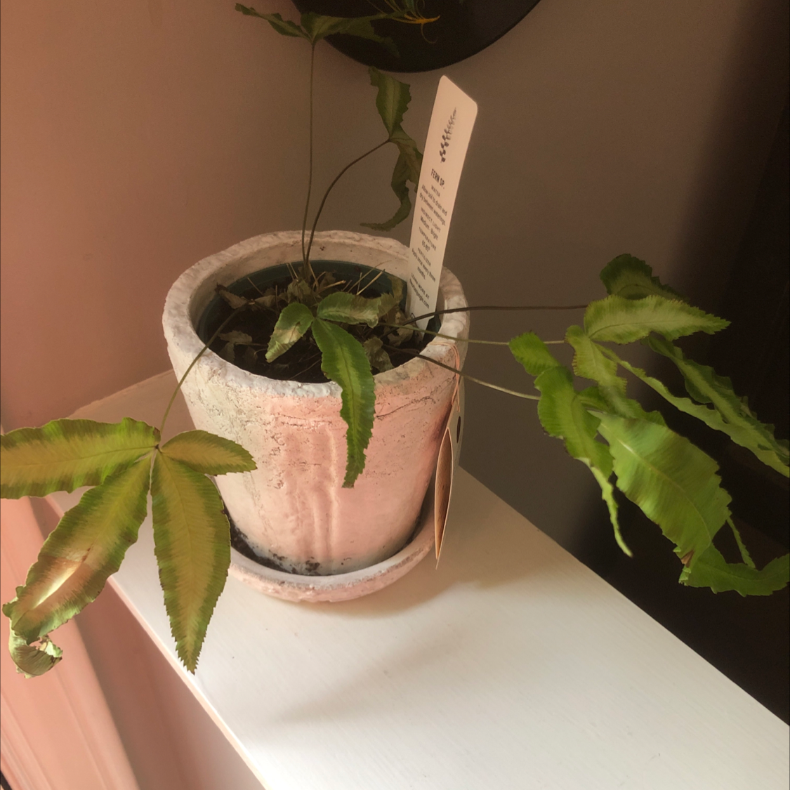 Potted Cretan Brake plant with green leaves and a care tag, placed on a white surface.