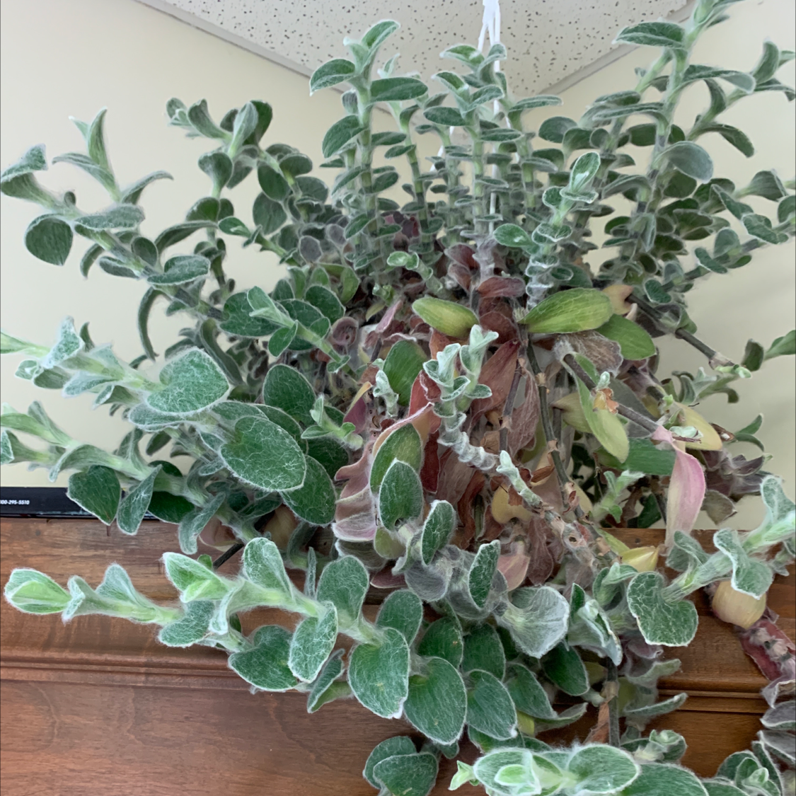 White Velvet plant with fuzzy green leaves, some yellowing and browning visible.