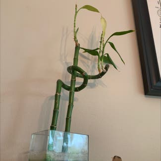Lucky Bamboo plant in Madison, Wisconsin