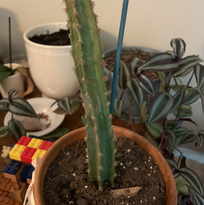 Photo of the plant species Pleated Cereus by @WiscoMountaineer named Roberto on Greg, the plant care app
