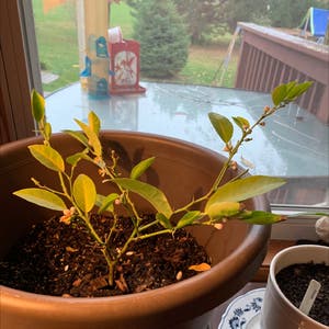Persian Lime plant photo by Wiscomountaineer named Limey Kravitz on Greg, the plant care app.