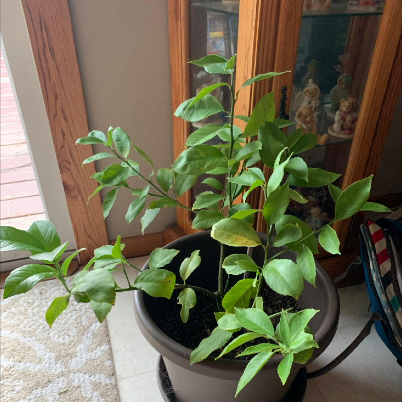 Meyer Lemon Tree plant photo by @WiscoMountaineer named Stuffy on Greg, the plant care app.