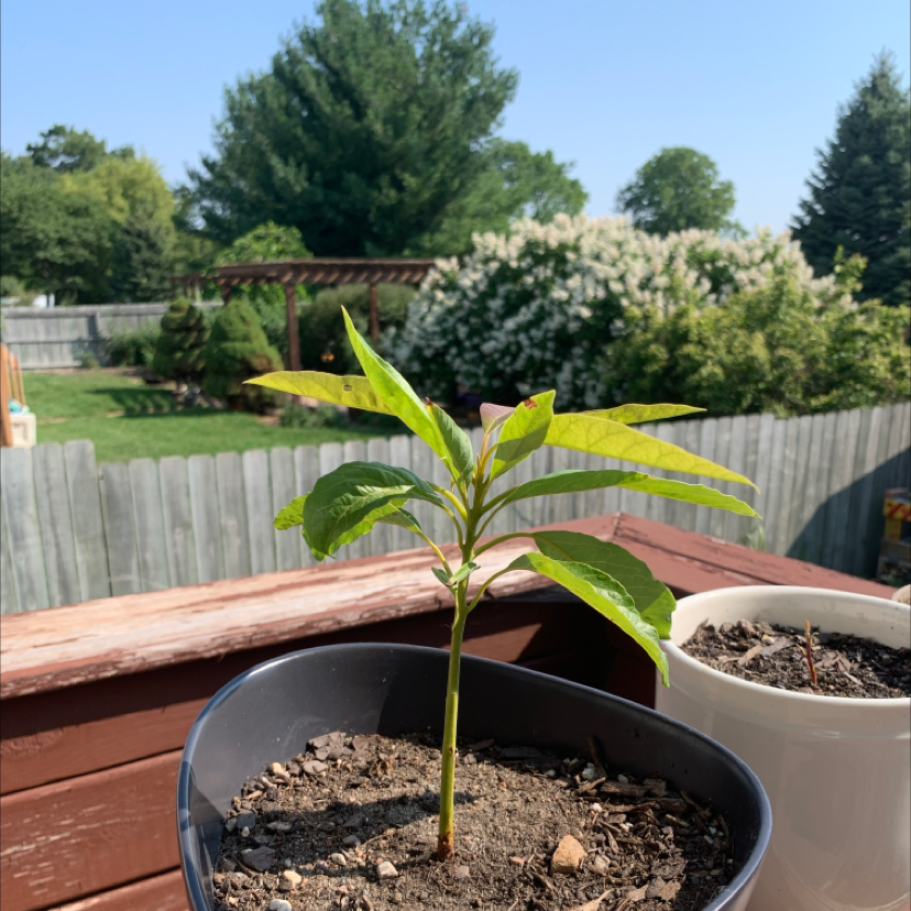 Wurtz Avocado plant photo by @WiscoMountaineer named Ayocado on Greg, the plant care app.