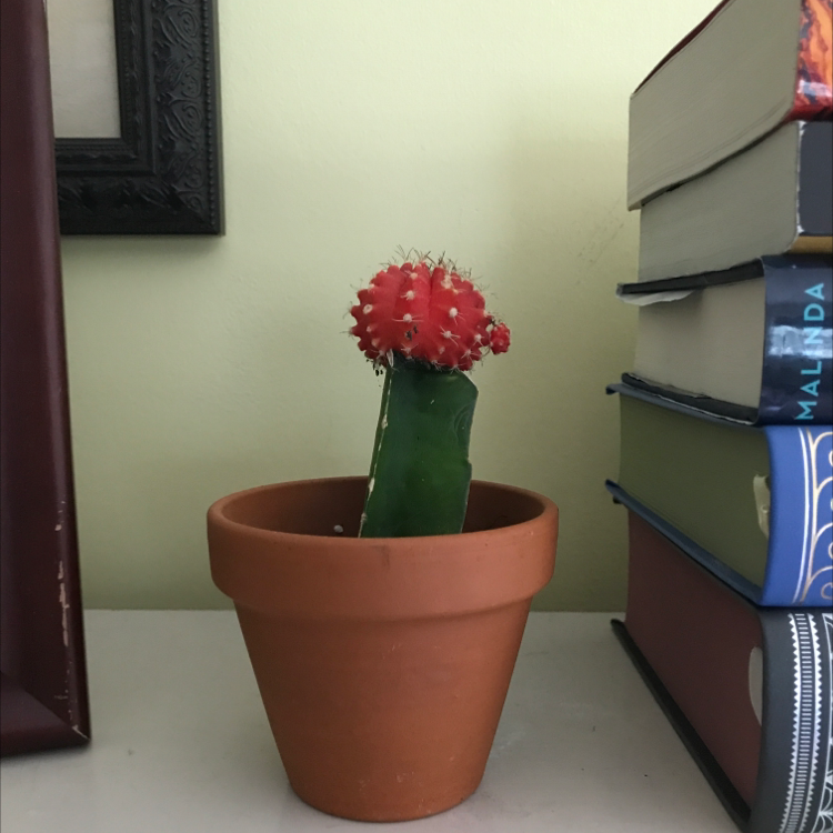 Moon Cactus plant photo by Sarah named Plato on Greg, the plant care app.