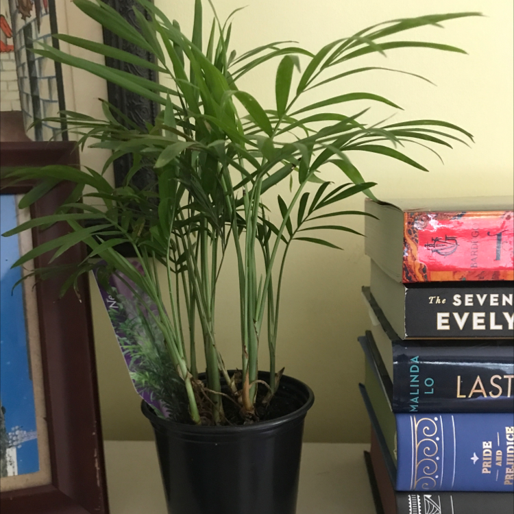 Parlour Palm plant photo by Sarah named Daphne on Greg, the plant care app.