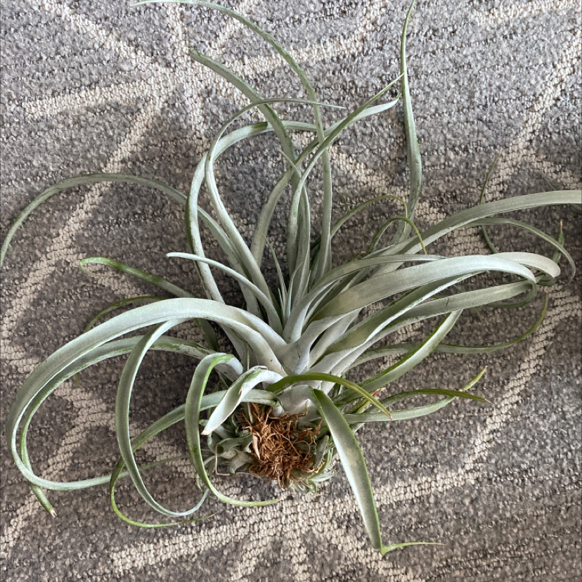 Photo of the plant species Tillandsia concolor streptophylla by @Aeng named Curie on Greg, the plant care app