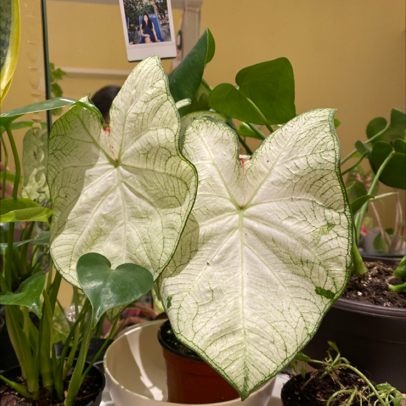 Photo of the plant species Caladium 'Marie Moir' by @Aeng named Sigmund on Greg, the plant care app