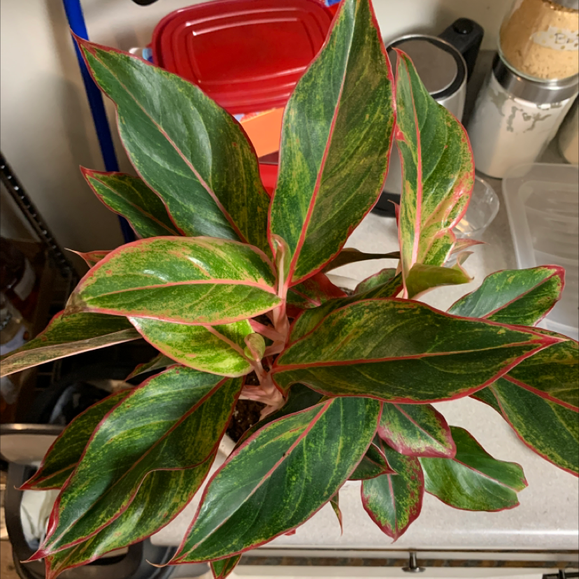 Triostar Stromanthe plant with vibrant green and pink-edged leaves, well-framed and in focus.