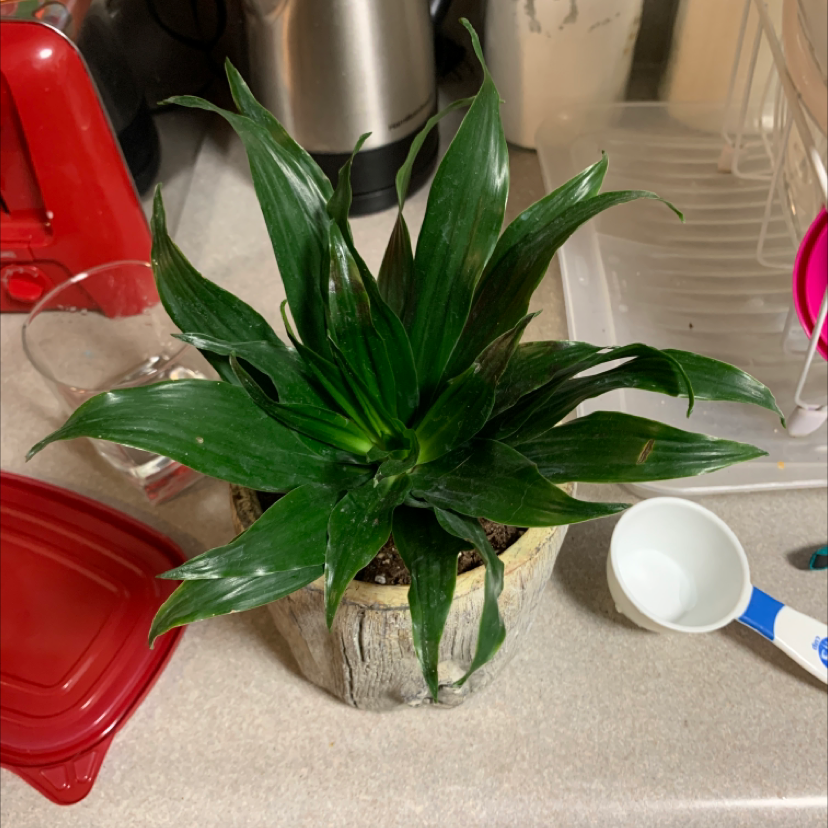 Healthy green Cornstalk Dracaena plant with long pointed leaves in a glass vase on a kitchen counter.