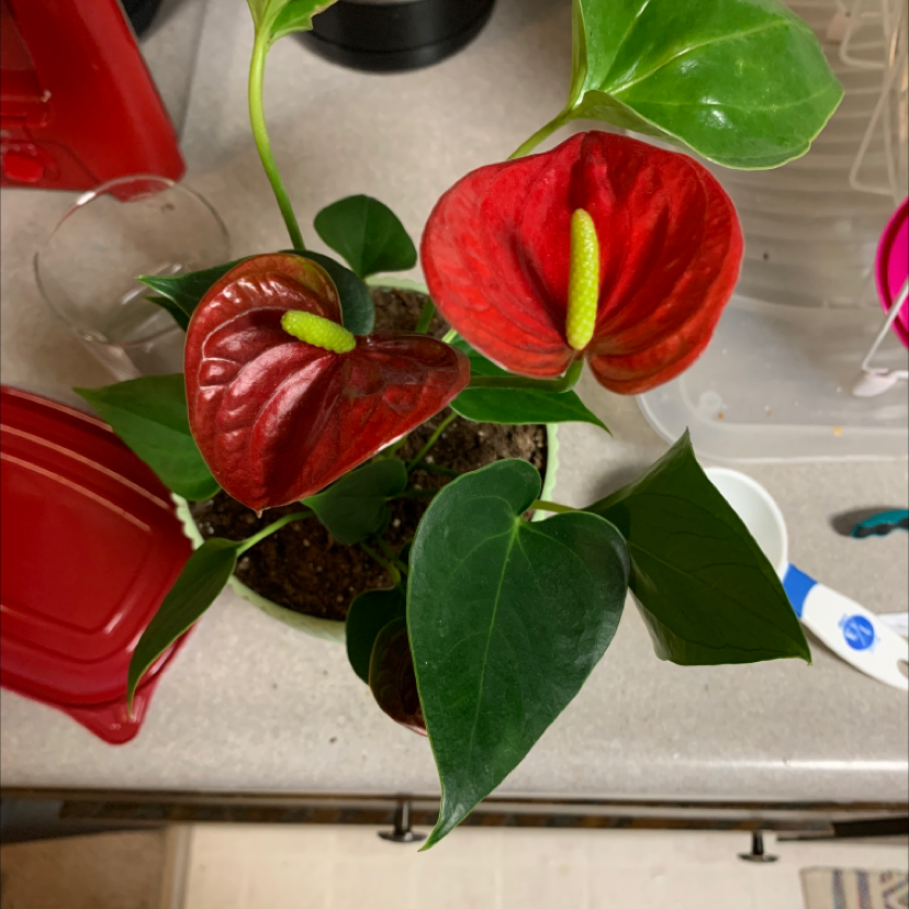 Close-up of a healthy red Anthurium plant with glossy green heart-shaped leaves and a bright red spathe surrounding a yellow spadix.