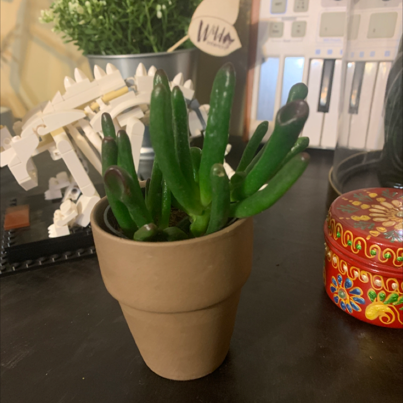 Pencil Cactus (Euphorbia tirucalli) in a pot with some browning at the tips of the stems.