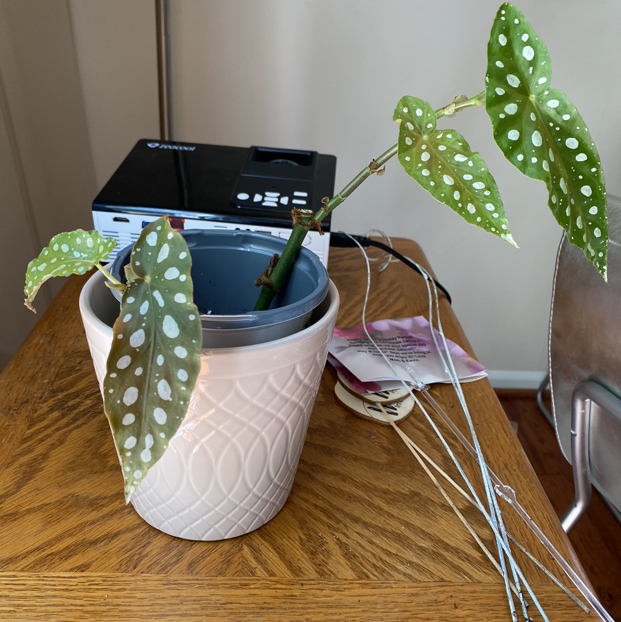 Polka Dot Begonia plant photo by Rachel named Angel on Greg, the plant care app.