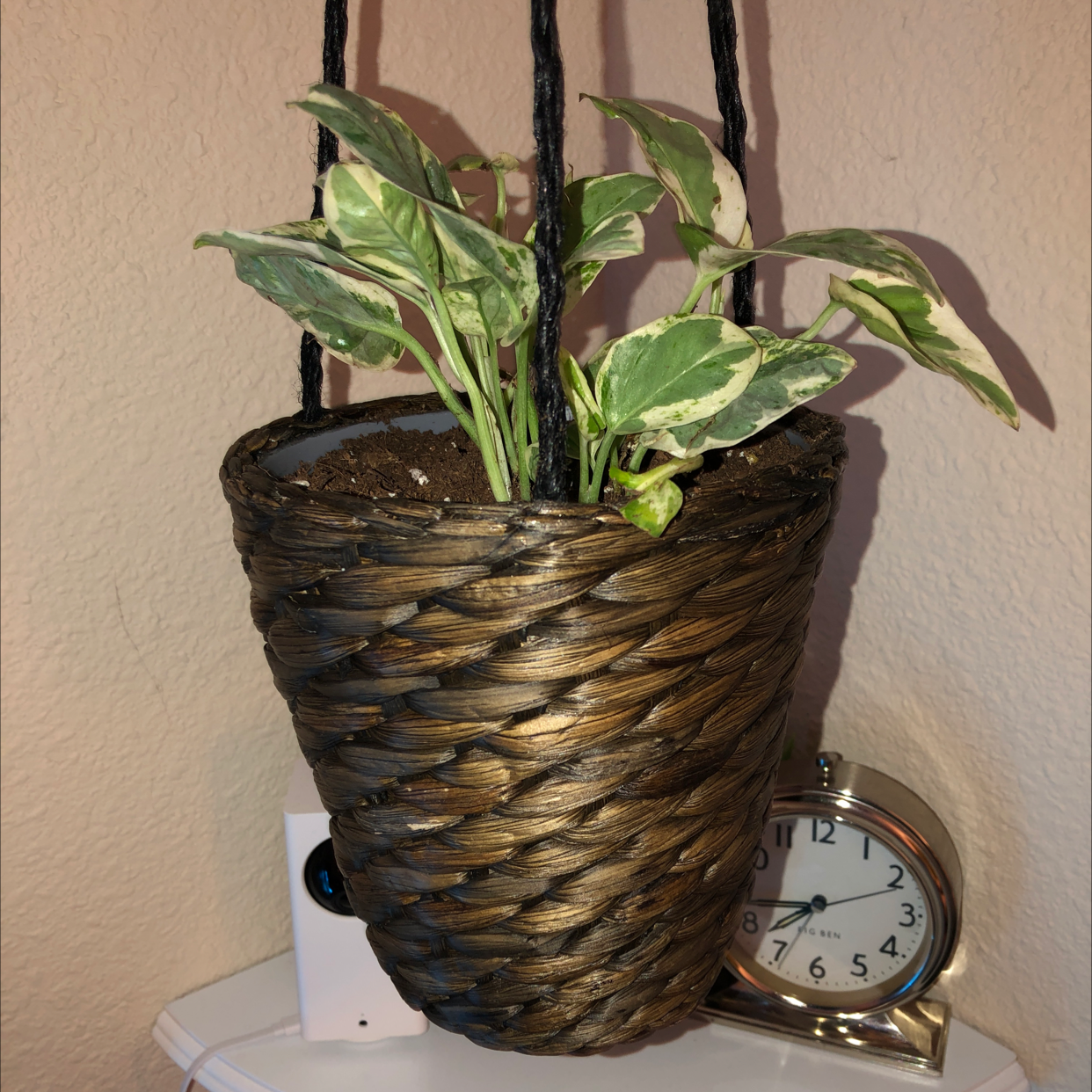 Pearls and Jade Pothos plant in a hanging woven basket with visible soil.