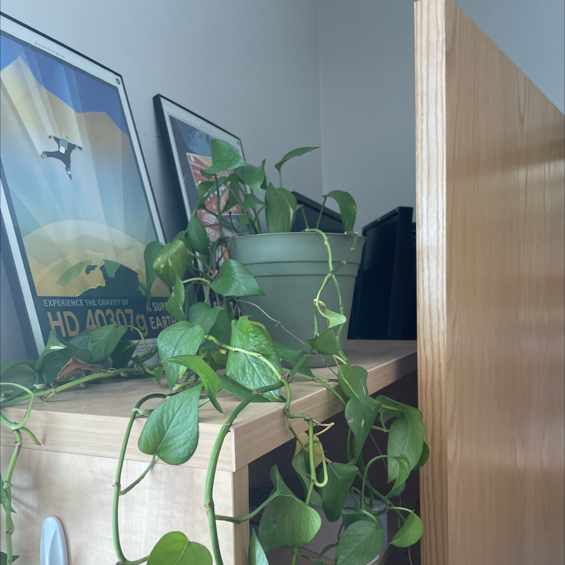Taro Vine plant photo by @ejmattle named George on Greg, the plant care app.