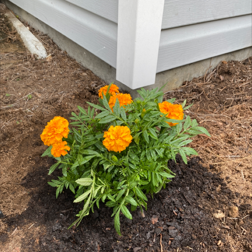 Photo of the plant species African Marigold by @Allireid named Sonora￼ on Greg, the plant care app