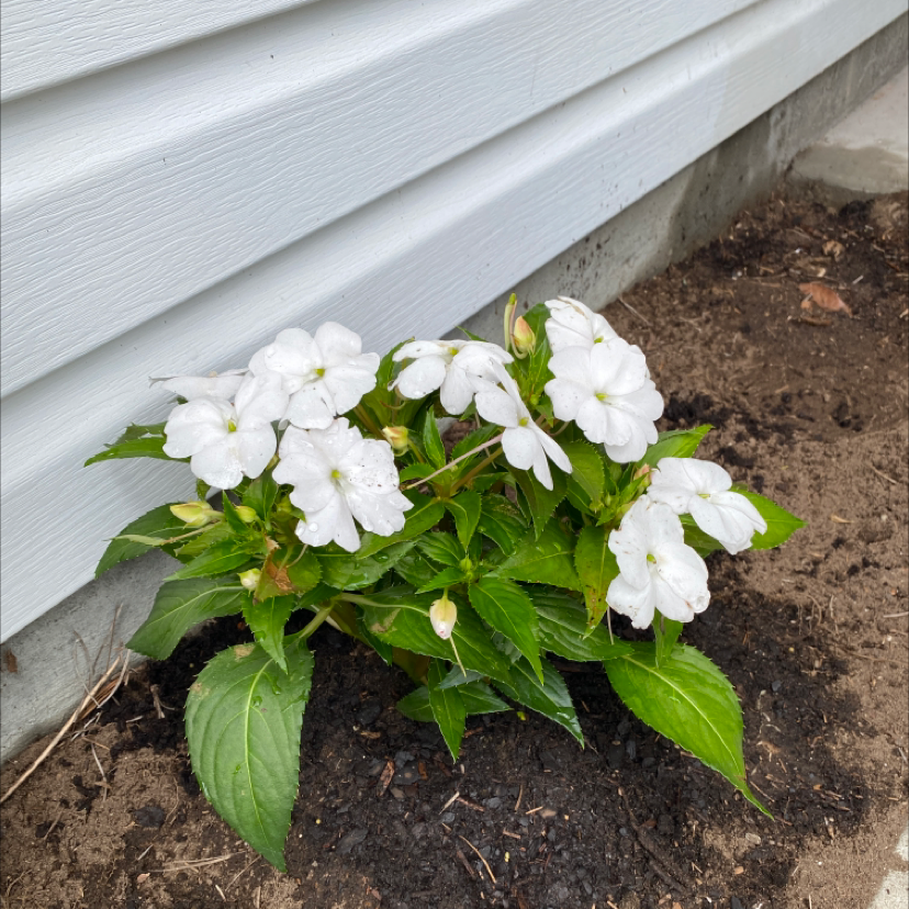 Photo of the plant species New Guinea Impatiens by @Allireid named Marley on Greg, the plant care app