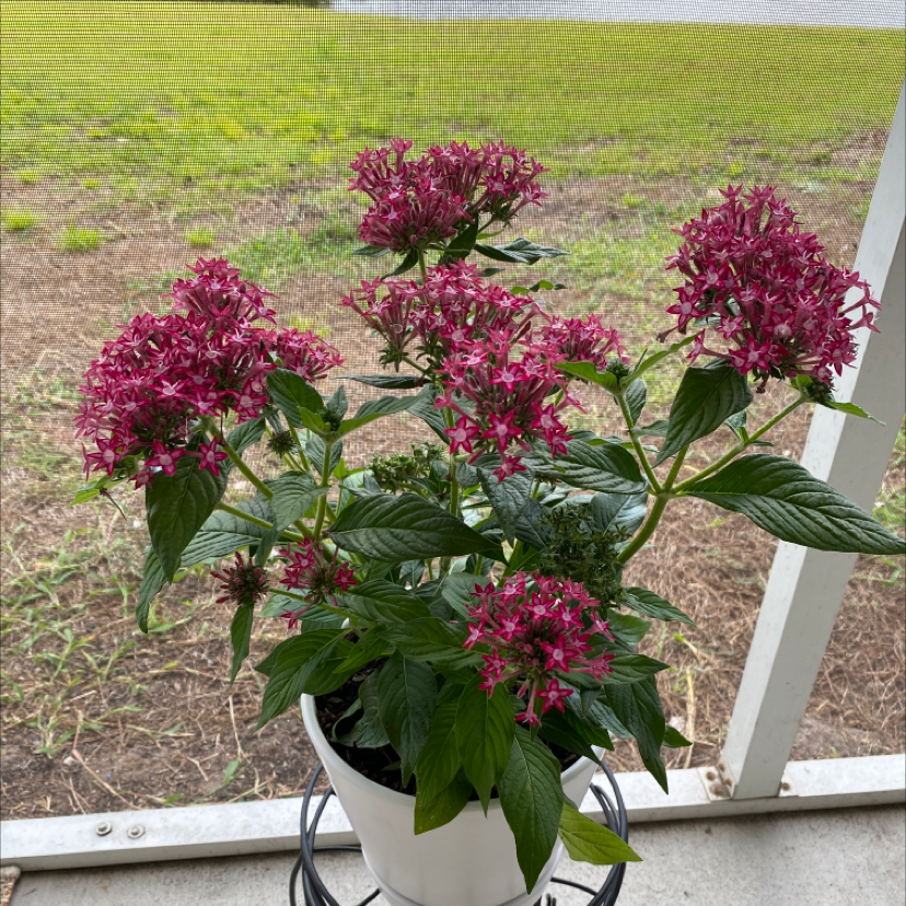 Egyptian Starcluster plant with vibrant pink flowers in a white pot.