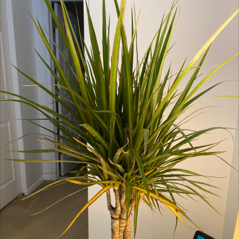 Dragon Tree plant photo by @Allireid named Stella on Greg, the plant care app.