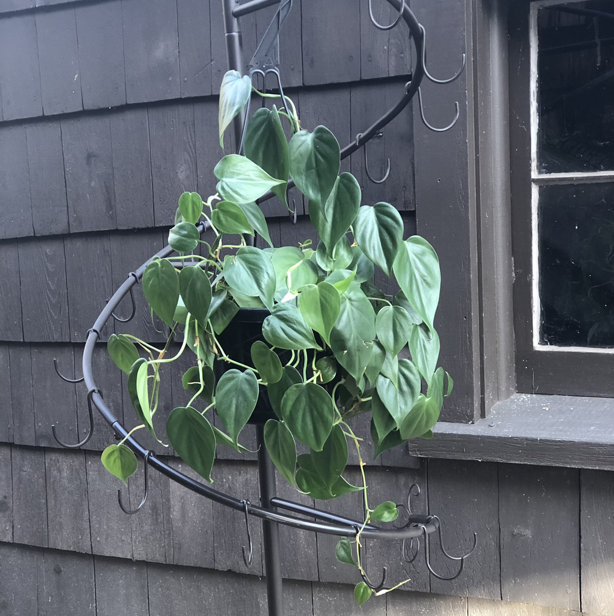 Philodendron Scandens plant photo by Chelsey named Heartleaf Philo on Greg, the plant care app.