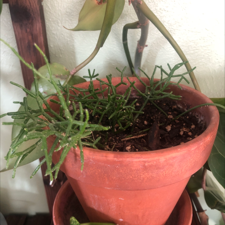 Hairy Stemmed Rhipsalis plant in a terracotta pot with visible soil and green stems.