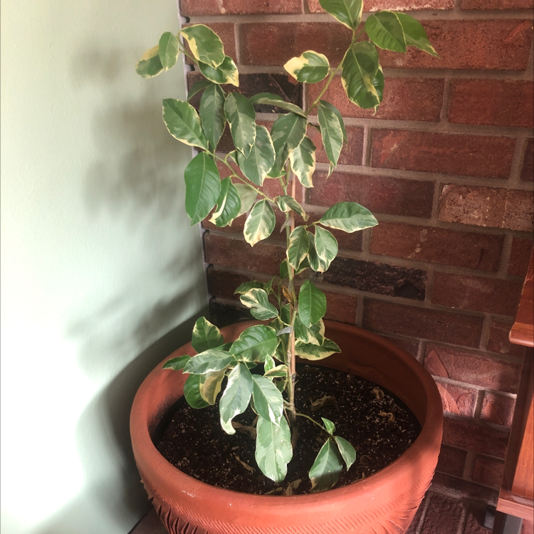 Healthy potted Meyer lemon tree with glossy green leaves, growing indoors against a brick wall.