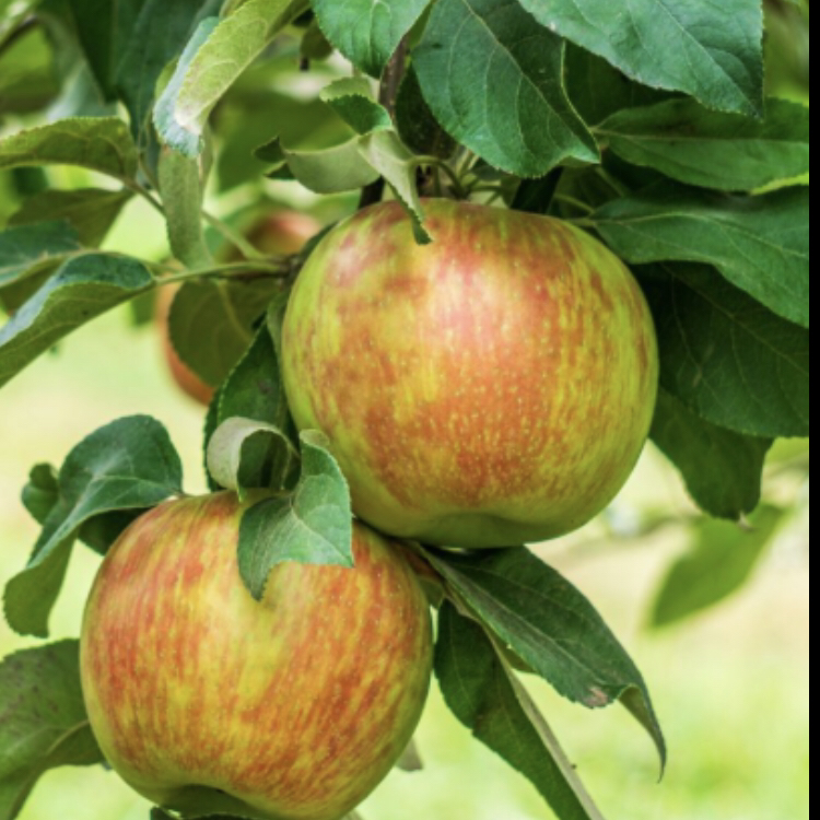 Two apples hanging from a tree branch with green leaves.