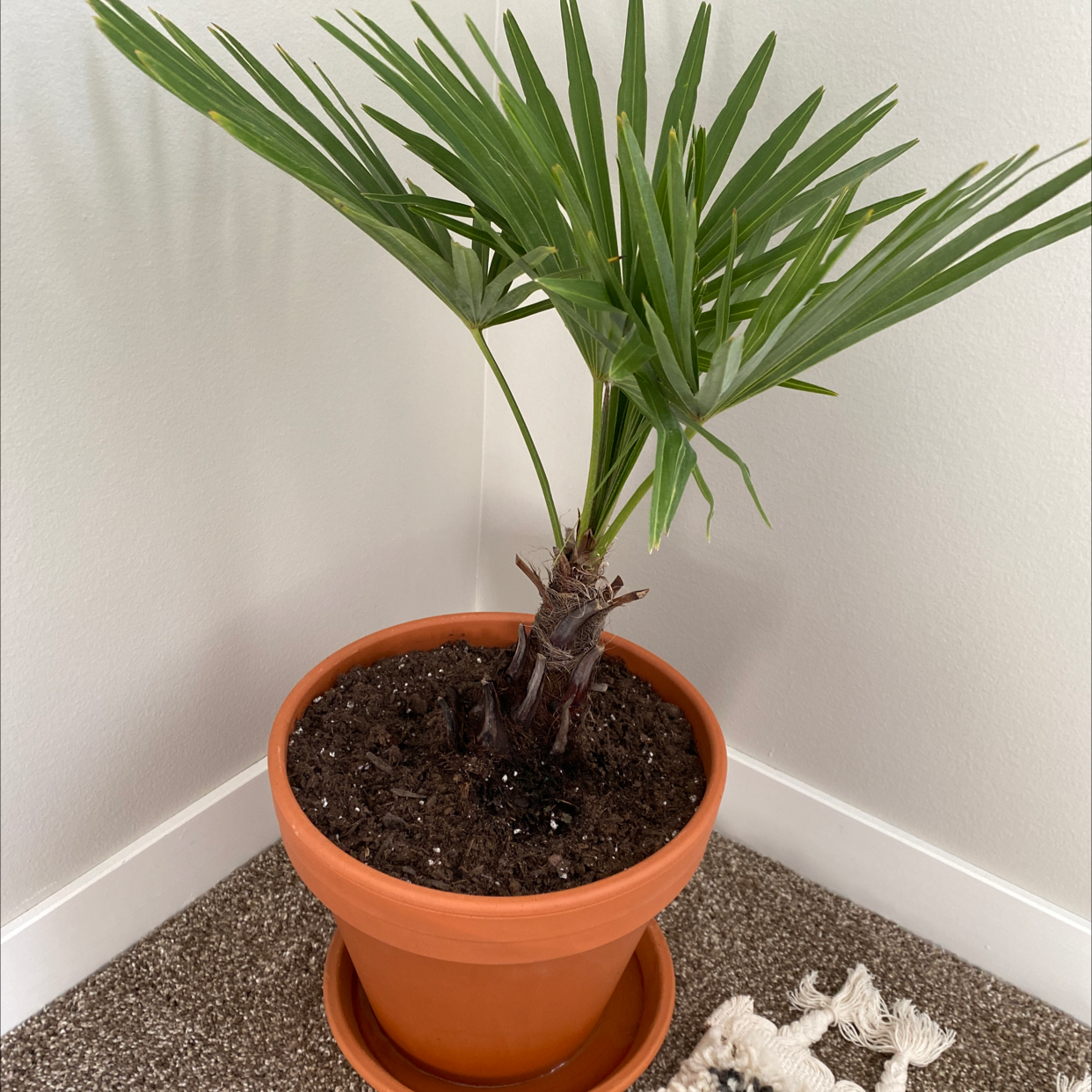 Chinese Fan Palm in a terracotta pot with visible soil, placed in a corner.