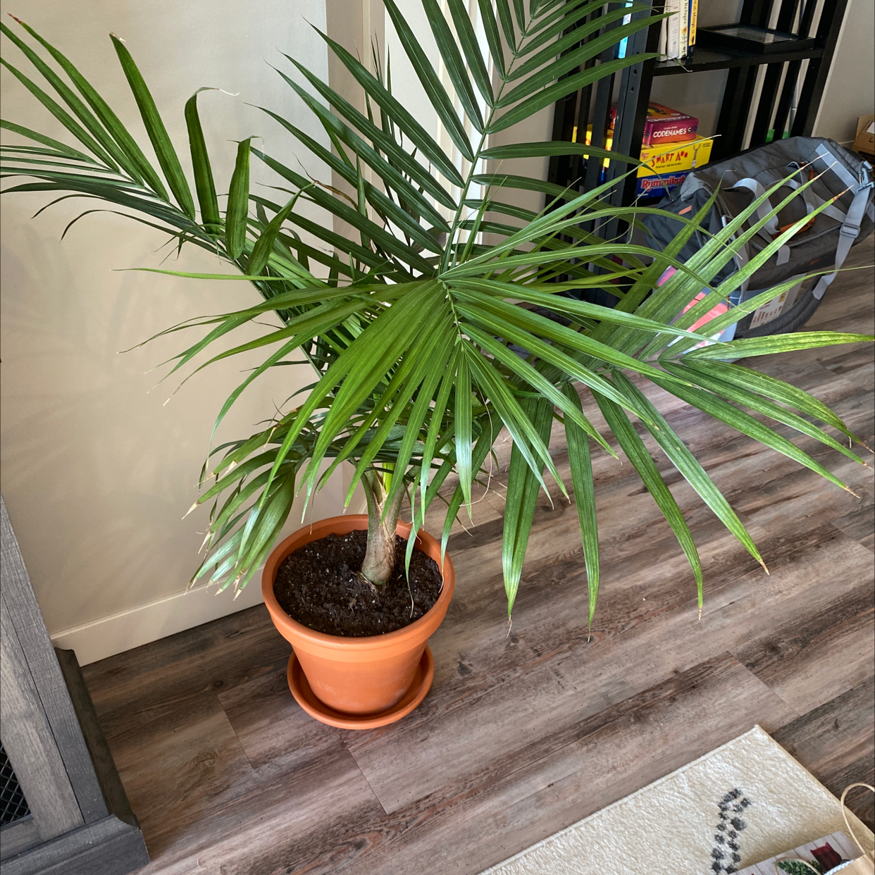 Healthy majesty palm with long green arching fronds in a terracotta pot on a wood floor.