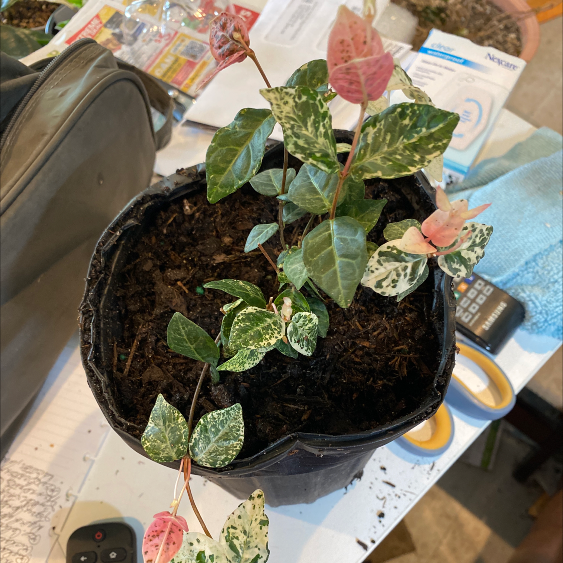 Asian Jasmine plant photo by Cheryl named Jasmine Snow N Summer on Greg, the plant care app.