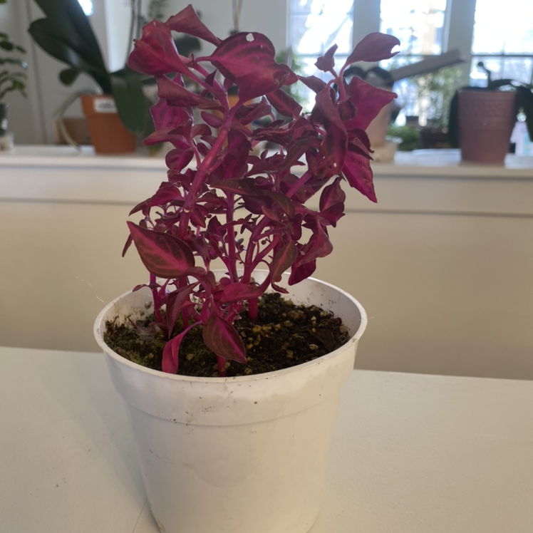 Herbst's Bloodleaf plant photo by Cheryl named Bright Bloodleaf Plant Iresine Herbstii on Greg, the plant care app.