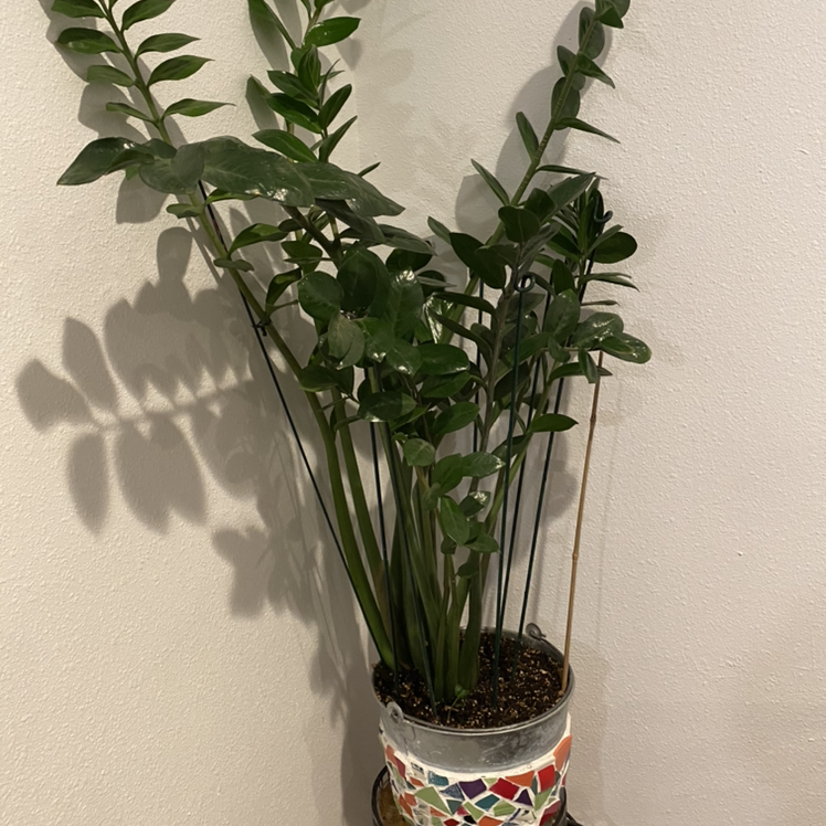 Zamioculcas Zamiifolia plant photo by Cheryl named ZZ Plant - Zamioculcas Zamiifia on Greg, the plant care app.