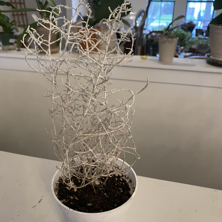 Leucophyta plant photo by Cheryl named Silver Plant Calocephalus on Greg, the plant care app.