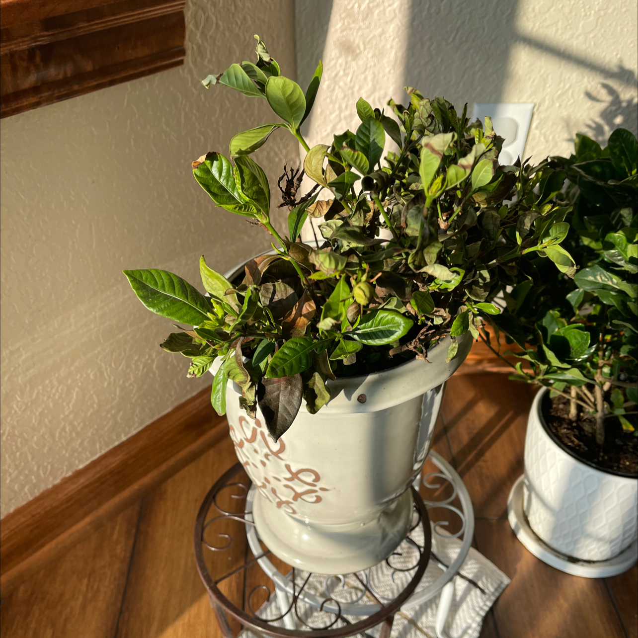 Cape Jasmine plant in a decorative pot with some browning and black spots on leaves.
