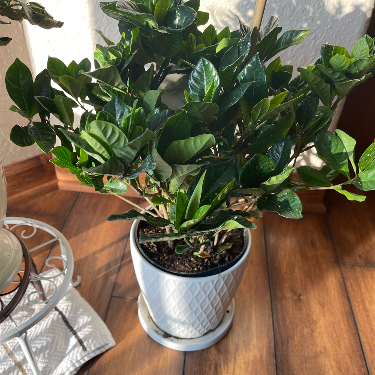 Potted Cape Jasmine plant with glossy, dark green leaves in a white pot on a wooden floor.