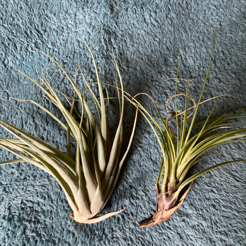 Two healthy Fishbone Air Plants on a textured surface.