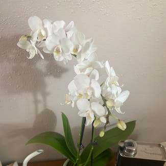 White Apple Moth Orchid plant in Somewhere on Earth