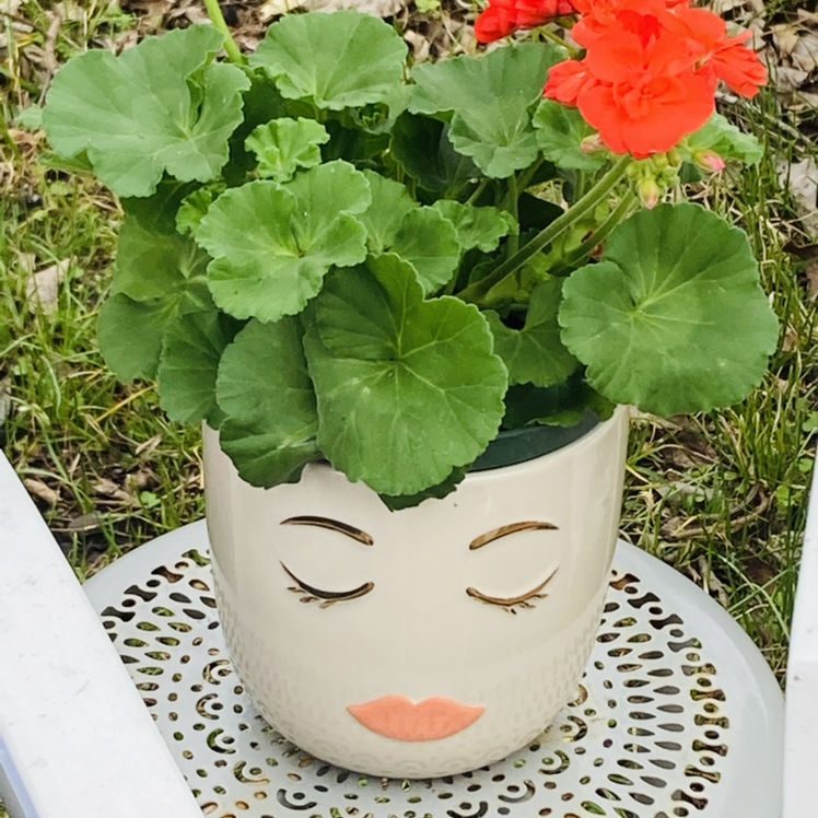 Zonale Geranium plant in a decorative pot with a face design, featuring green leaves and red flowers.