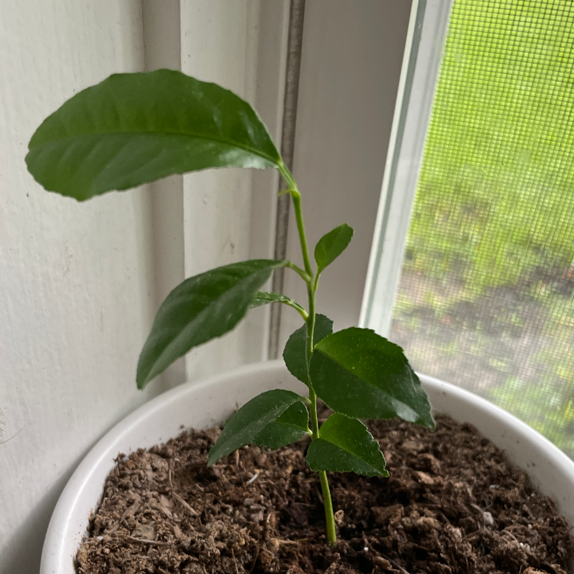 Young Christmas Berry plant in a white pot near a window with green leaves.