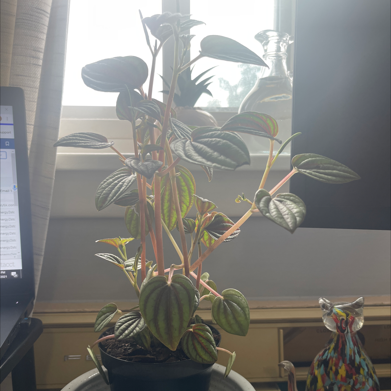 Peperomia Caperata plant photo by @thechigirl127 named Rae on Greg, the plant care app.