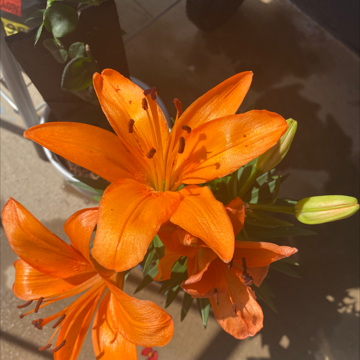 Image of a healthy Orange Lily with vibrant orange flowers.